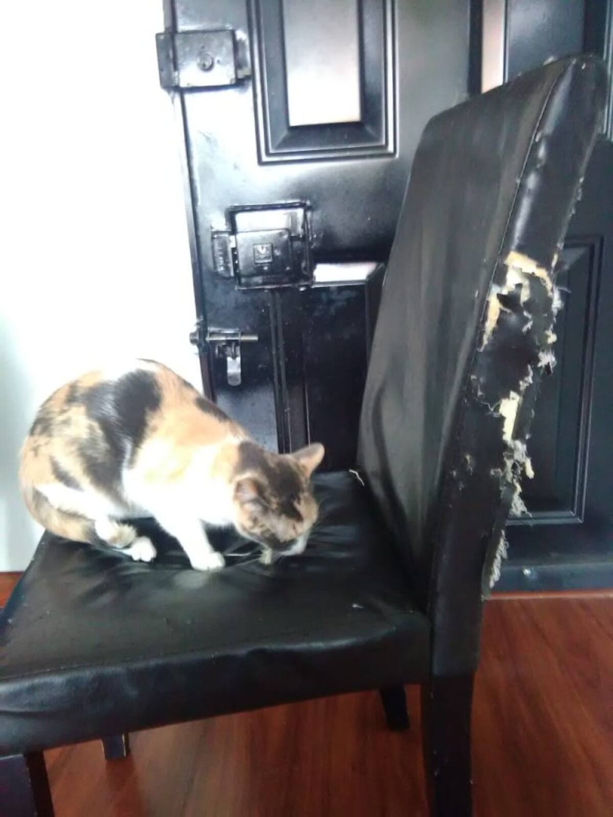 Adrian Cisneros nos envía la fotografía de su gato haciendo travesuras con la silla del comedor