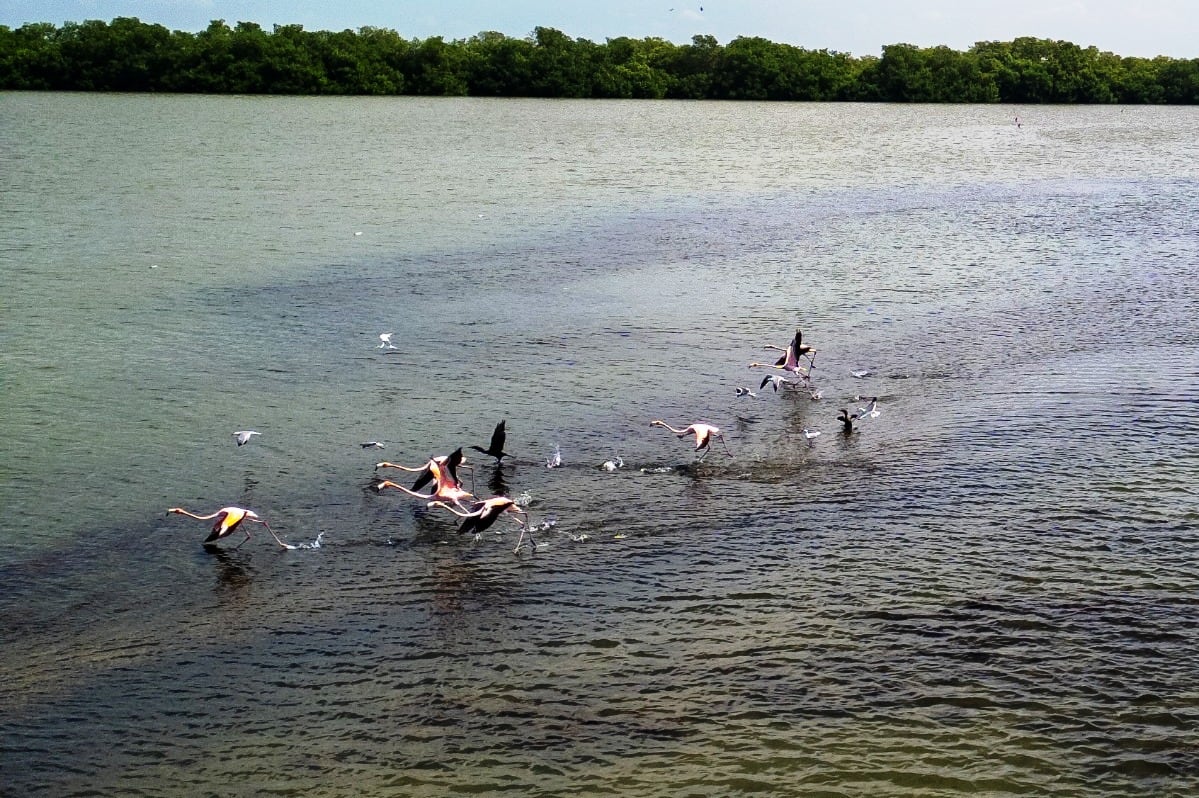Más de 100 flamencos han sido avistados en la Ciénaga de la Virgen de Cartagena