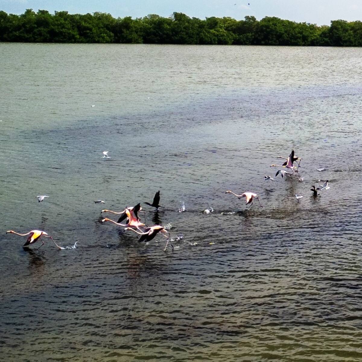 Más de 100 flamencos han sido avistados en la Ciénaga de la Virgen de Cartagena
