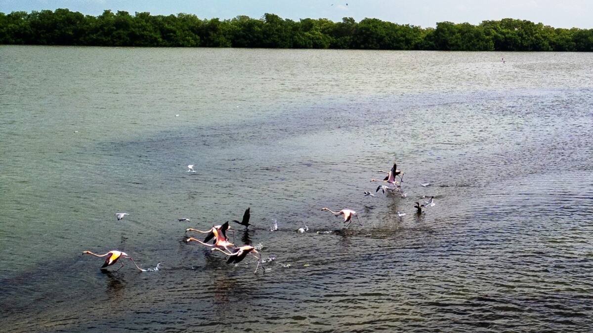 Más de 100 flamencos han sido avistados en la Ciénaga de la Virgen de Cartagena