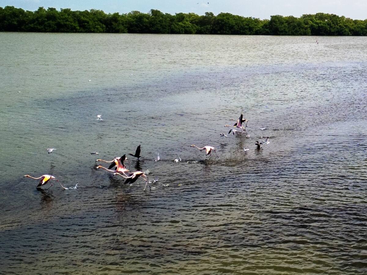 Más de 100 flamencos han sido avistados en la Ciénaga de la Virgen de Cartagena
