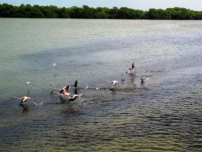 Más de 100 flamencos han sido avistados en la Ciénaga de la Virgen de Cartagena