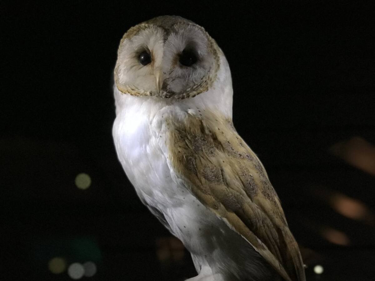 Indignación en Sucre por joven que publicó fotos con una lechuza muerta