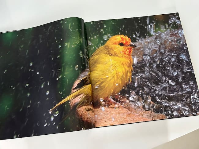 Javier Losada, autor de Naturaleza Mágica