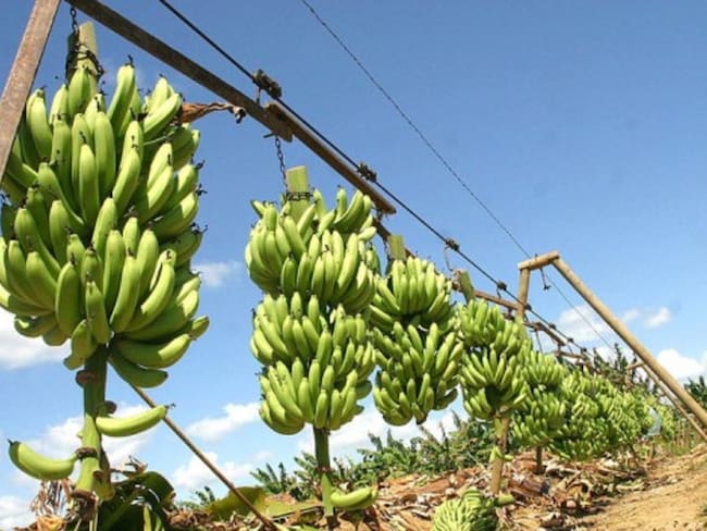 Bananera de Urabá pierde importante certificación internacional