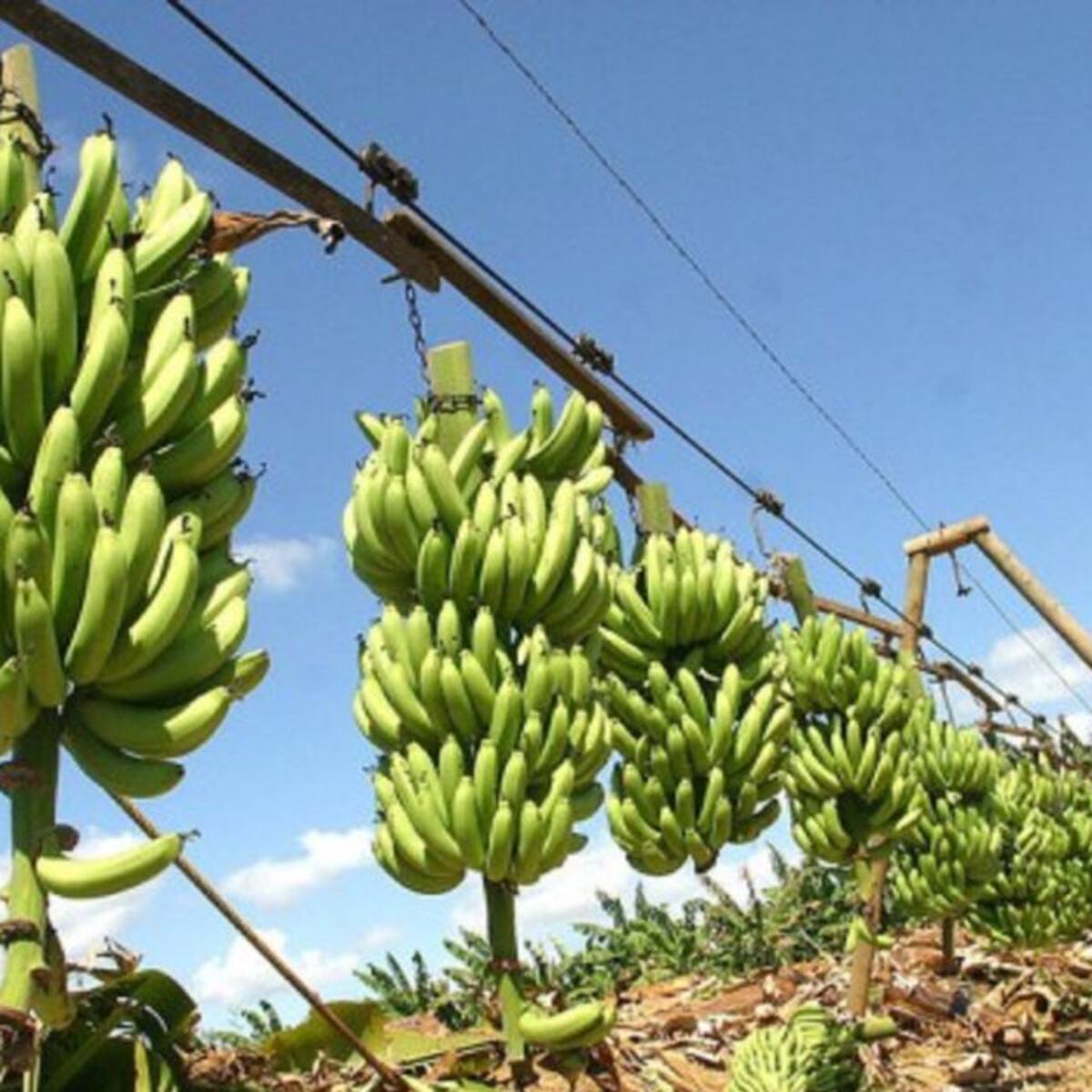 Trabajadores llegan a acuerdo para volver a fincas bananeras de Urabá