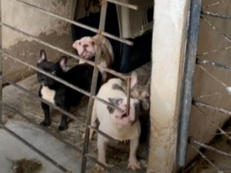 Imputan a mujer por maltratar 50 perros en Medellín. Foto: Fiscalía General