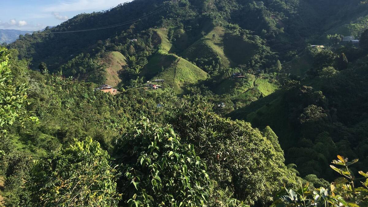 Carder denuncia que curadores estarían entregando licencias irregulares en Alto del Toro