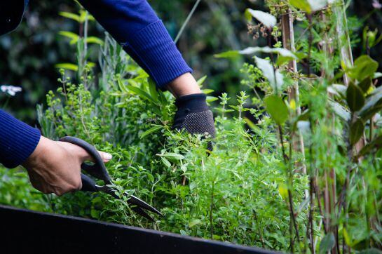 Cuidado de huerto urbano.