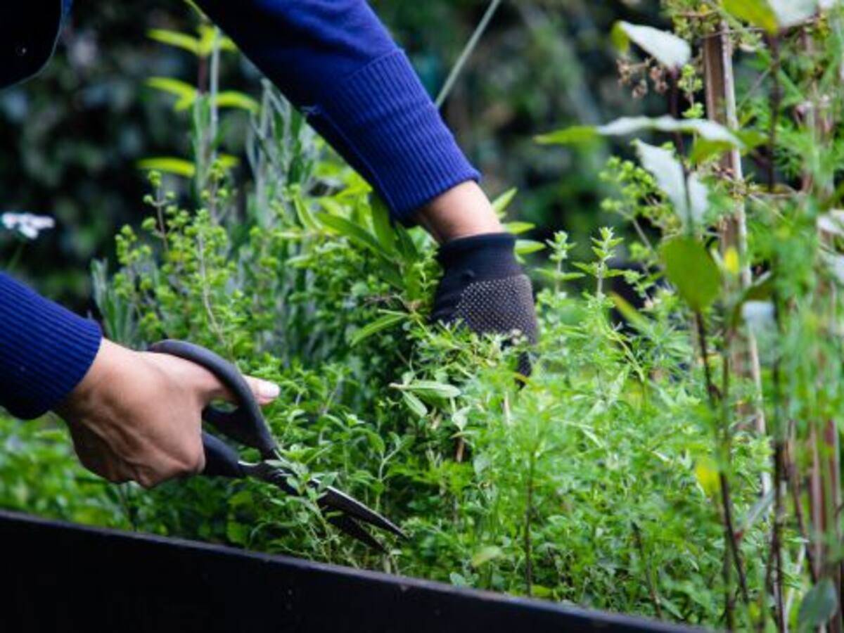 Más de 1.000 jóvenes del IDIPRON realizarán labores ambientales en el Jardín Botánico de Bogotá