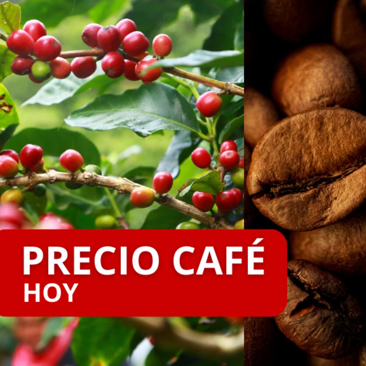 Precio del café HOY 24 septiembre: Datos compartidos por Federación Nacional de Cafeteros