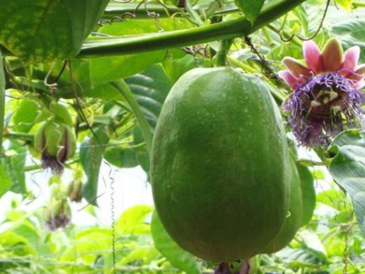 Pasifloras, frutos de la pasión, con gran potencial exportador