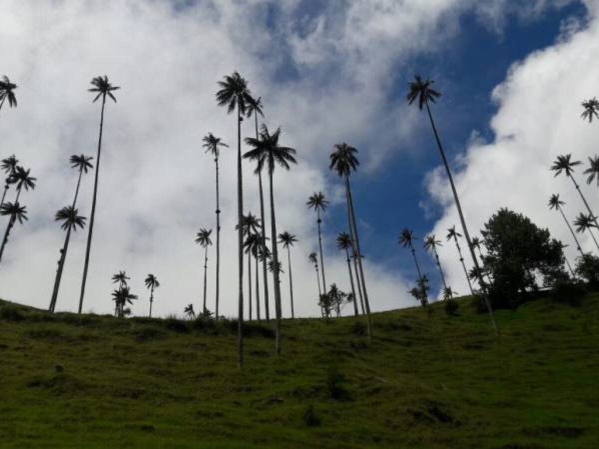 Falta de medidas tiene a la palma de cera al borde de la desaparición