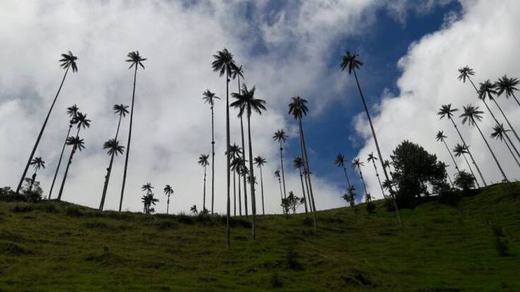 Gobierno nacional y local en mora de actuar para evitar extinción de la palma de cera