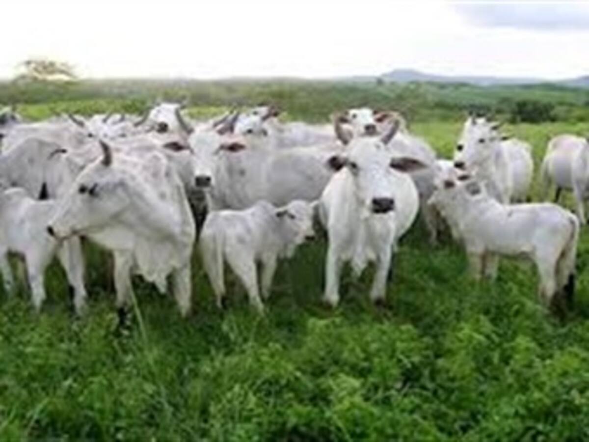 ICA ordenó sacrificio de ganado de contrabando proveniente de Venezuela