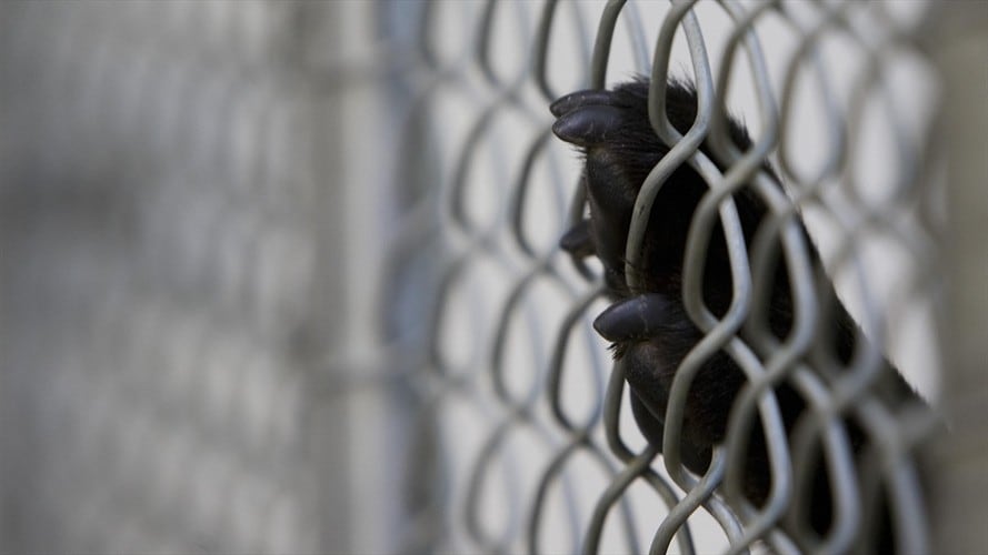 Imagen perro Foto: Getty Images