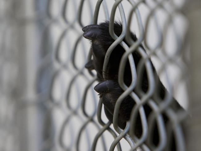 Imagen perro Foto: Getty Images