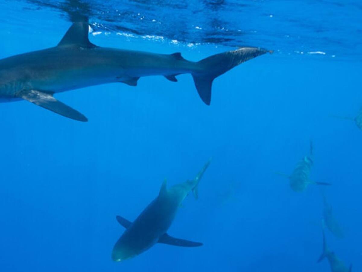 "El ser humano no es la dieta del tiburón": Arne Britton