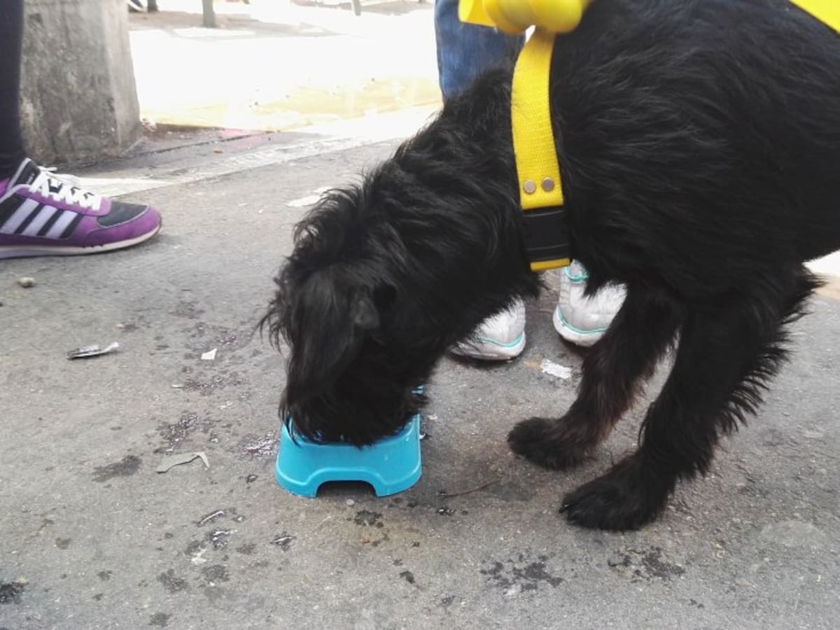 Altas temperaturas pueden afectar la salud de los animales en Cúcuta