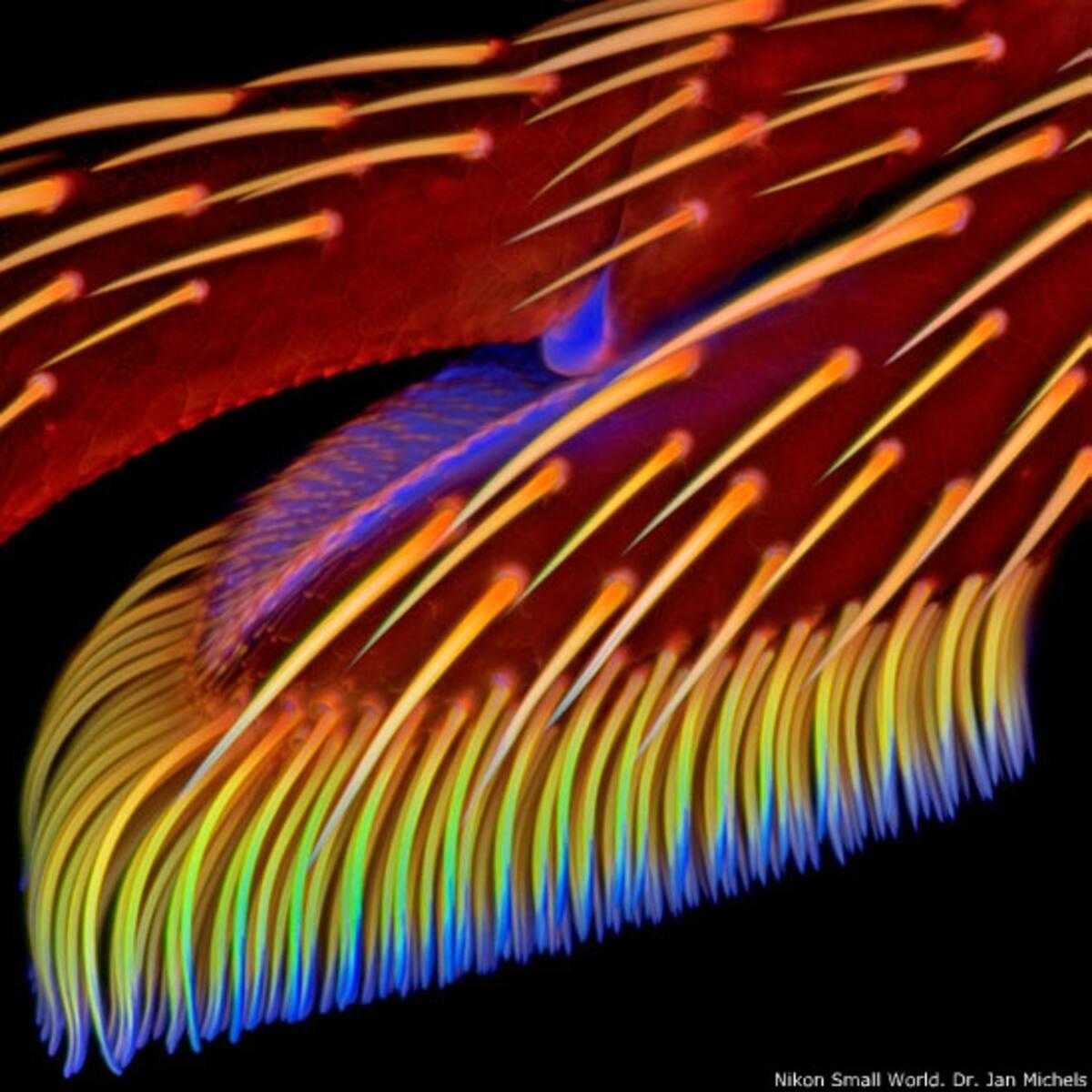 6º - Dorit Hockman, de la Universidad de Cambridge (Inglaterra). Imagen de un embrión de un camaleón del Yemen o camaleón velado (Chamaeleo calyptratus), en la que se ve el cartílago (en azul) y el hueso (en rojo).