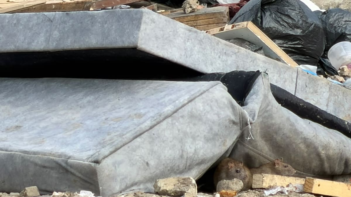 Concejal de Bogotá denunció punto crítico de basuras y roedores en Usme