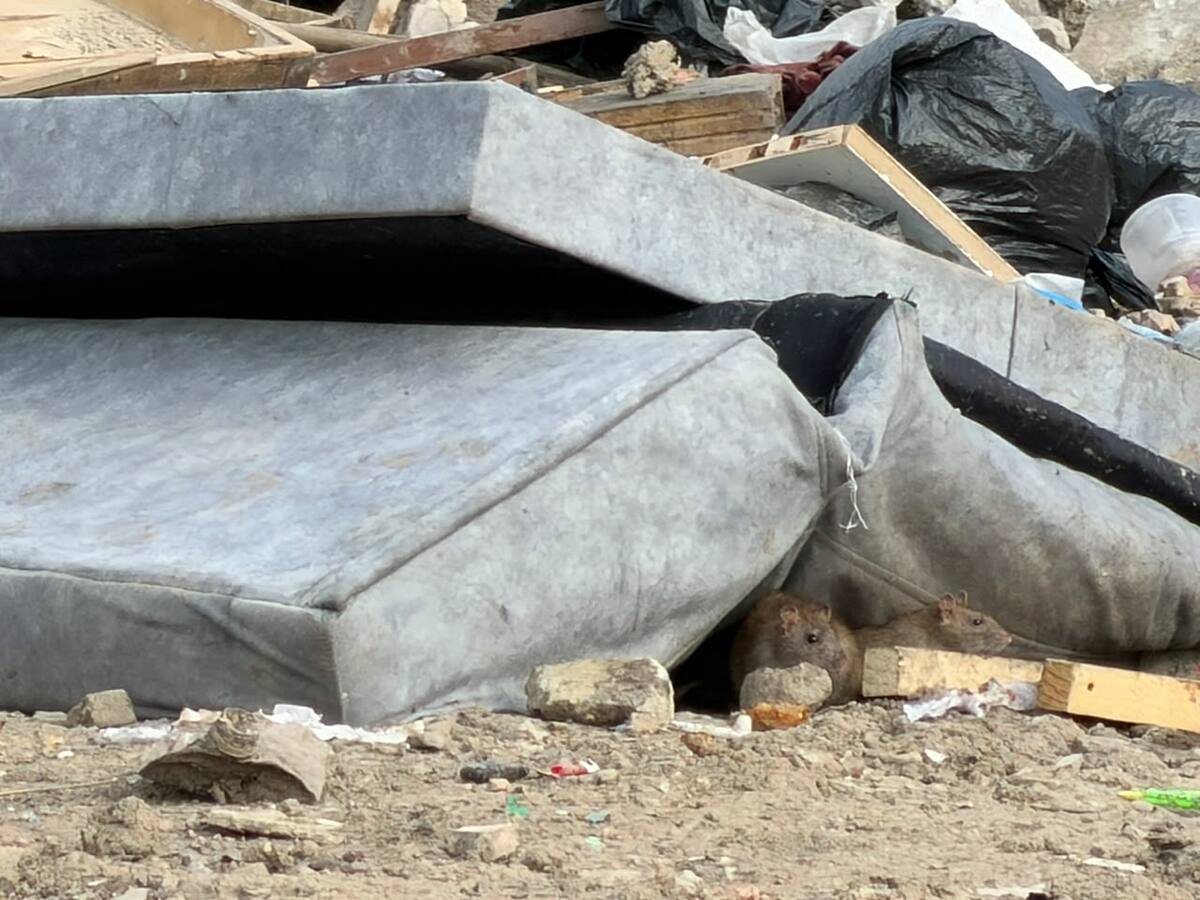 Concejal de Bogotá denunció punto crítico de basuras y roedores en Usme