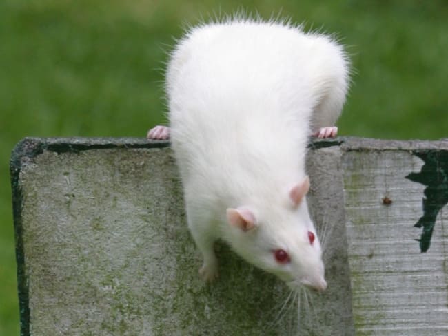 Un estudio en ratones demuestra que es posible reescribir recuerdos asociados a drogas