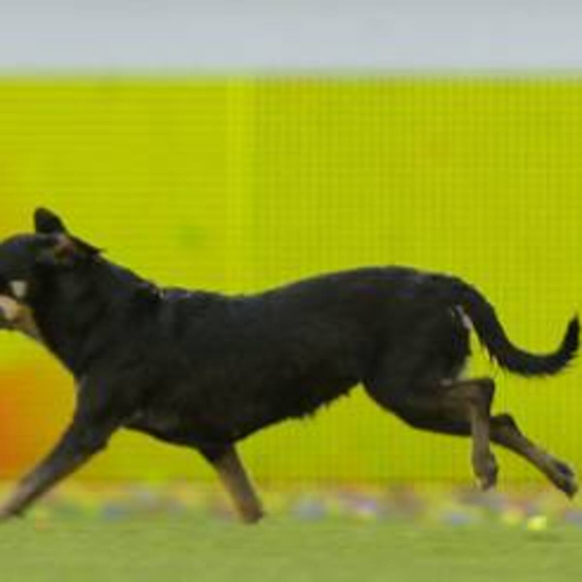 Si lleva una mascota al Estadio obtiene el 50% de descuento en la boleta