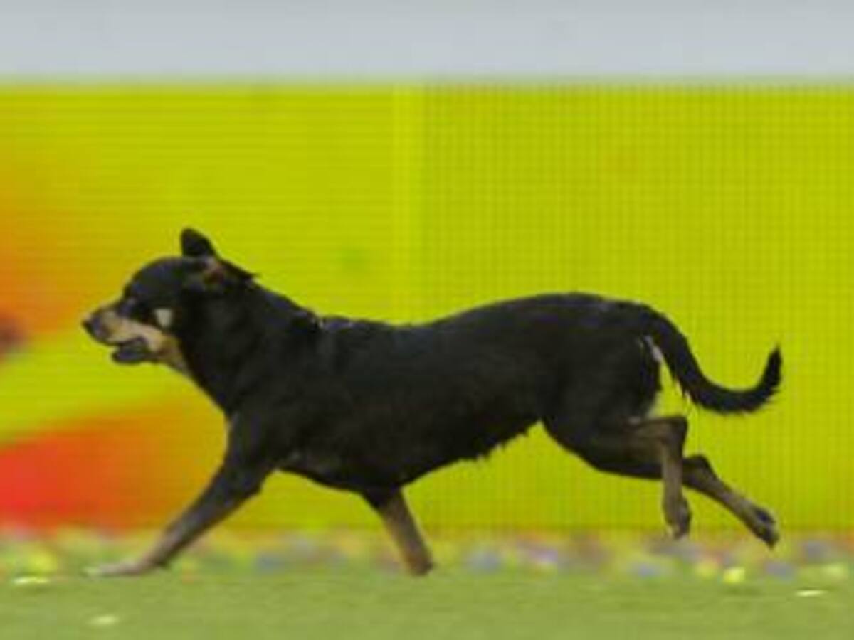 Si lleva una mascota al Estadio obtiene el 50% de descuento en la boleta