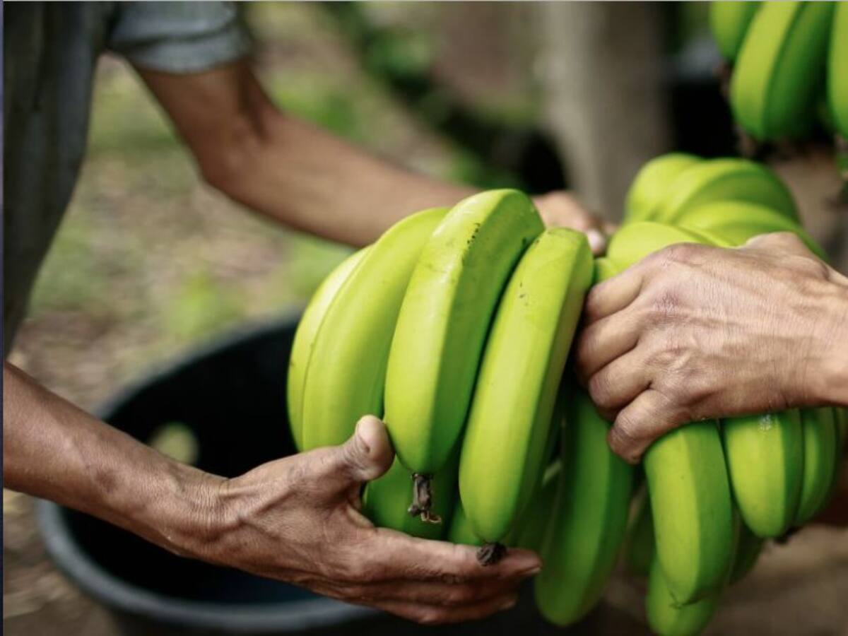 15.000 toneladas de banano se dejaron de exportar durante el bloqueo de vías