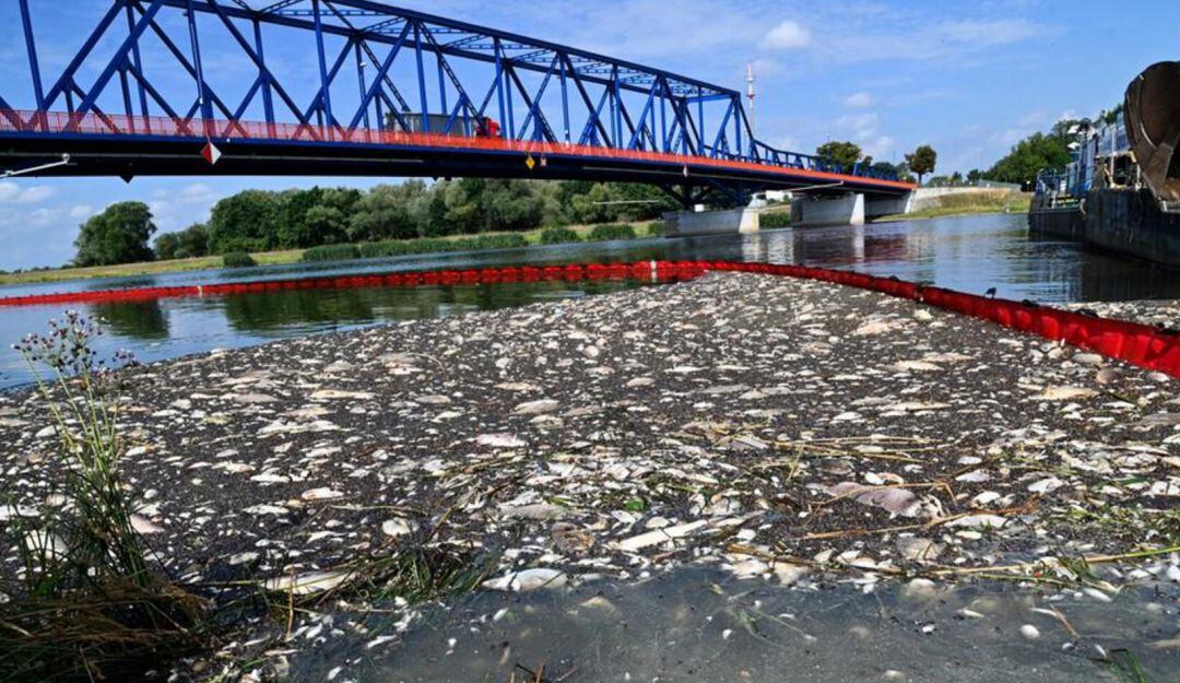 Muerte masiva de peces en el río Oder, Europa