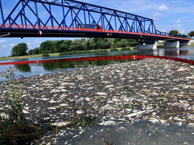 Muerte masiva de peces en el río Oder, Europa