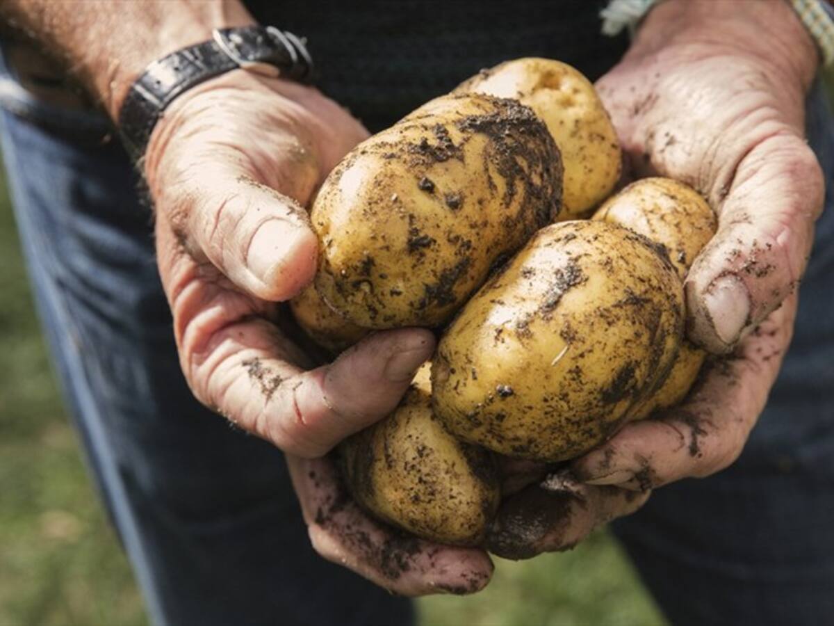 Unidad Nacional Agropecuaria presentó propuesta para superar crisis de los papicultores