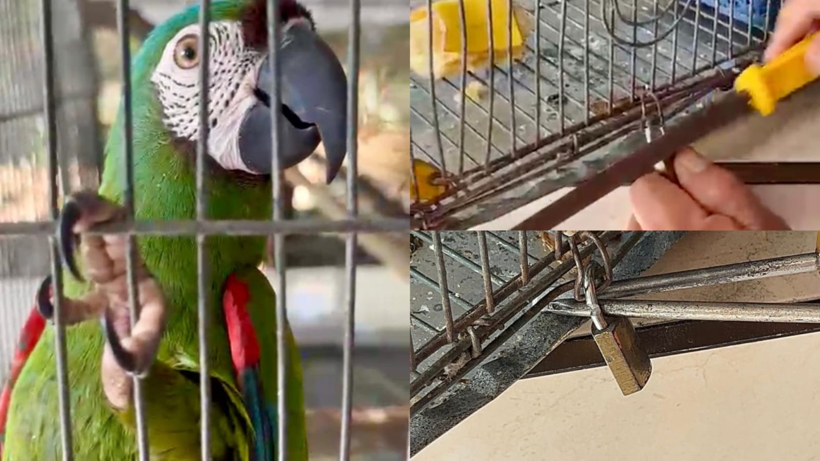 Autoridades rescatan guacamaya que permanecía en cautiverio.