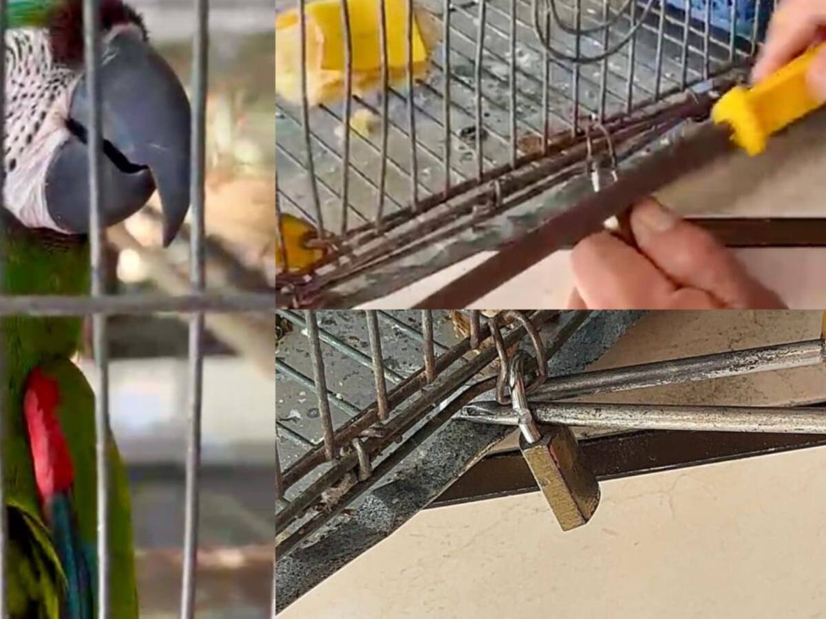 Guacamaya que fue hallada en jaula con candado en Buga ya está en proceso de rehabilitación