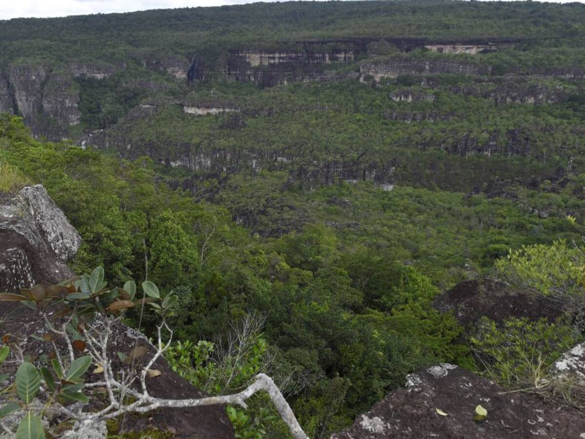 Recuperan 1.461 hectáreas de bosque en Parque Nacional de Chiribiquete