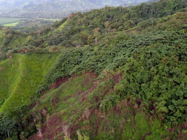 En Colombia fueron deforestadas 124.035 hectáreas de bosque en 2015