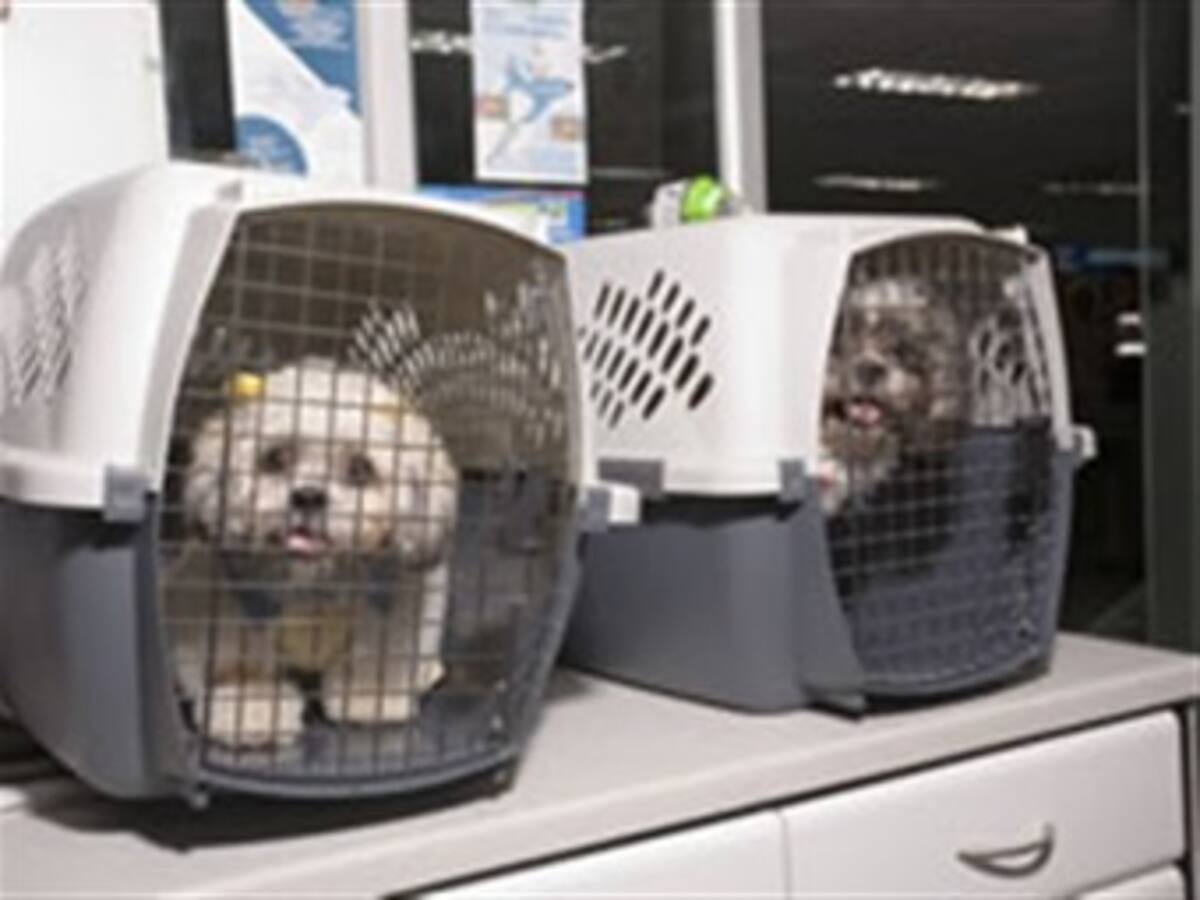 La dispendiosa tarea de reclamar un perro en el aeropuerto El Dorado