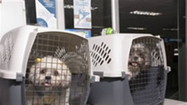 La dispendiosa tarea de reclamar un perro en el aeropuerto El Dorado