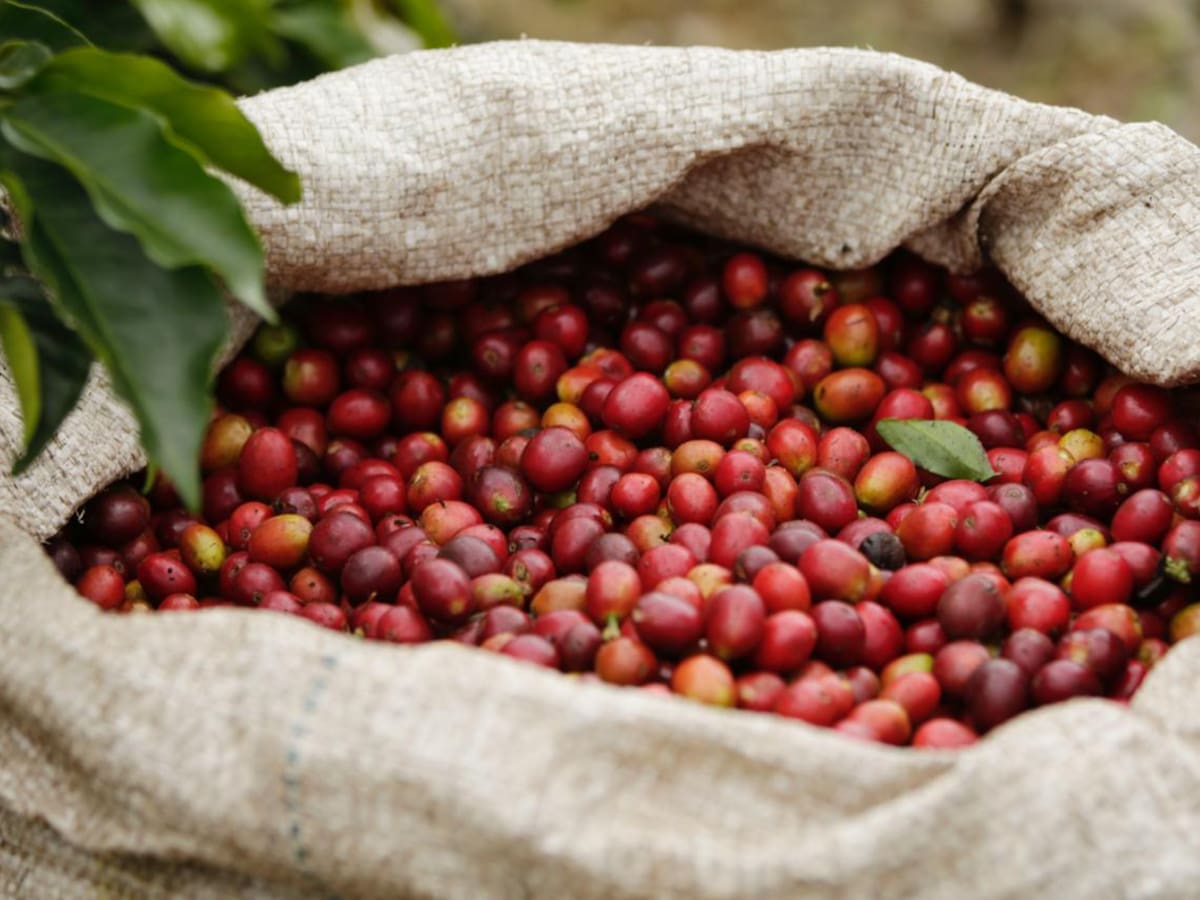 Santander se prepara para una cosecha cafetera que moverá cerca de $1 billón
