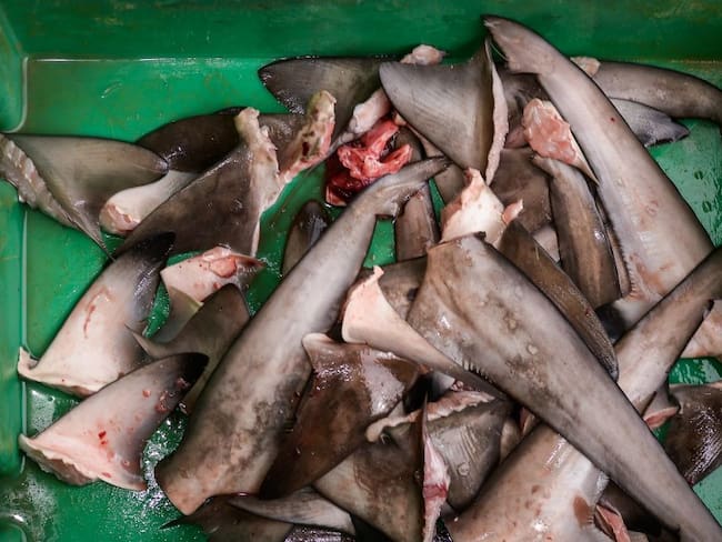 Resolución que prohíbe comercialización de aletas de tiburón es confusa