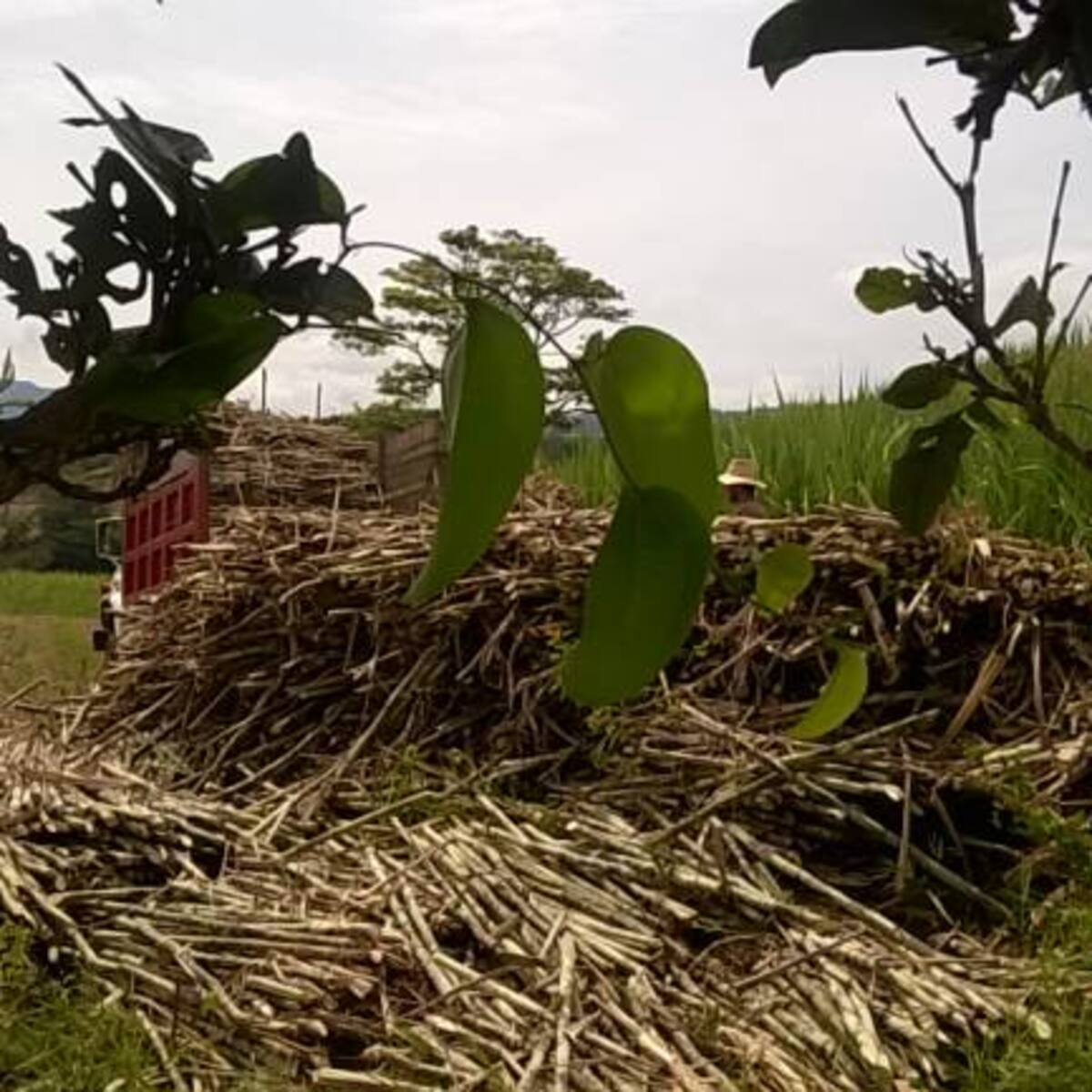 La panela es la energía del sol hecha dulce