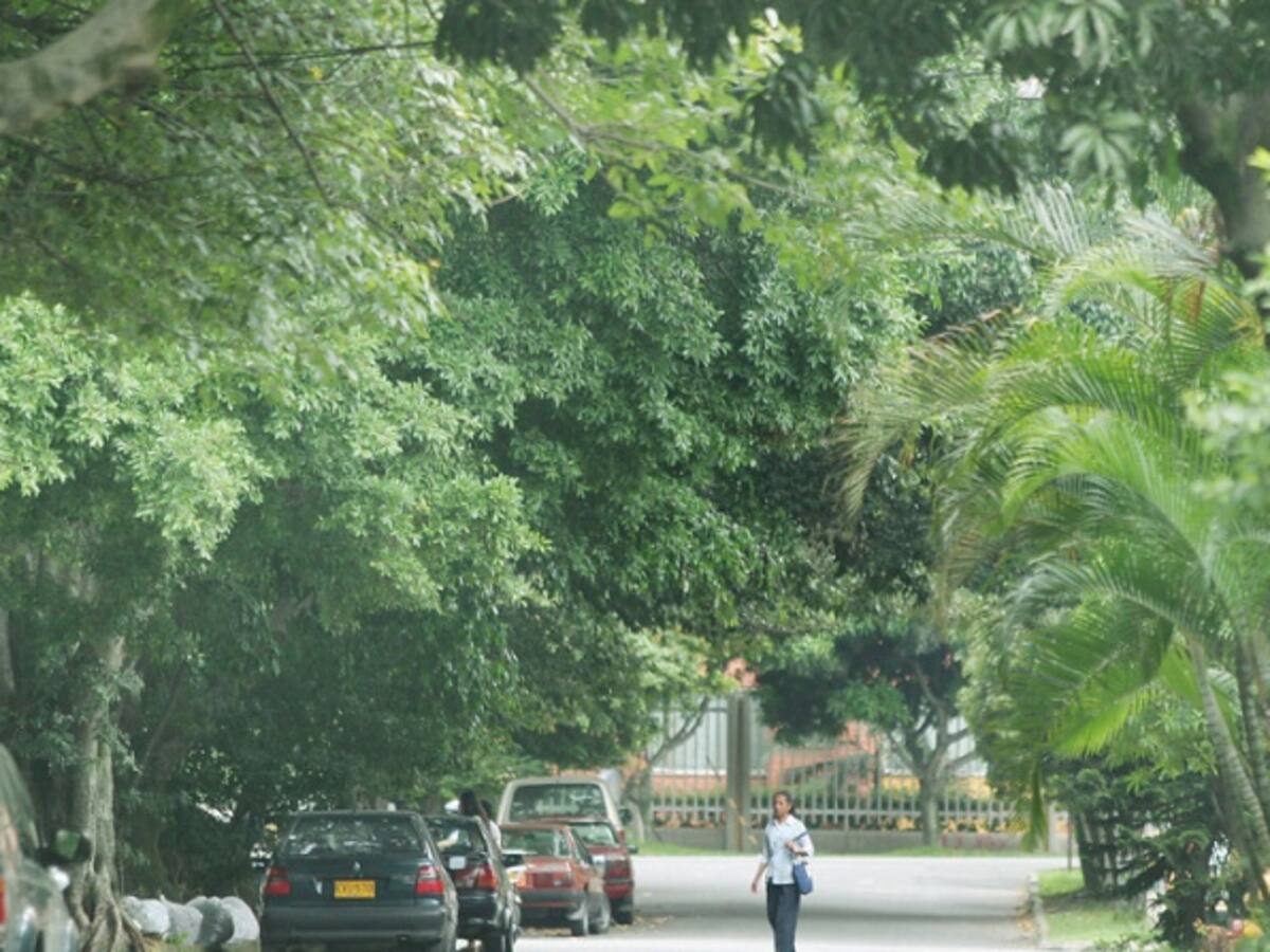 Más de 37.000 árboles están en riesgo de caer en Bogotá: Distrito