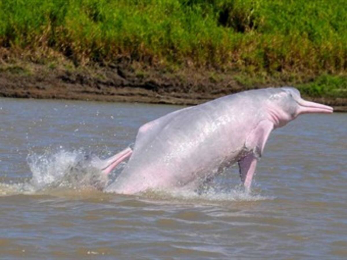 Aumenta número de delfines en Colombia