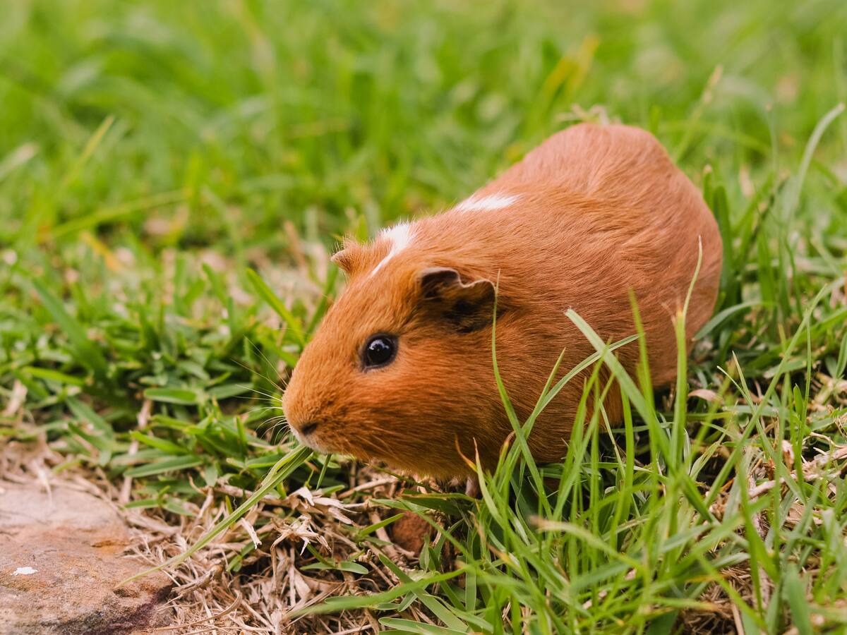 Producción de cuyes en Nariño ayuda a personas con discapacidad