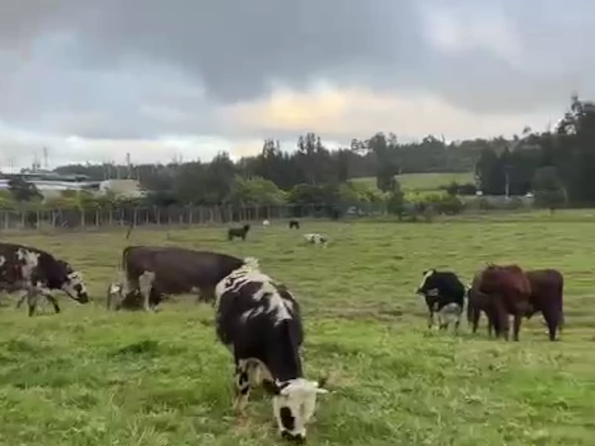 Delincuentes armados amordazaron a dos personas y habrían robado 19 novillos en Tunja