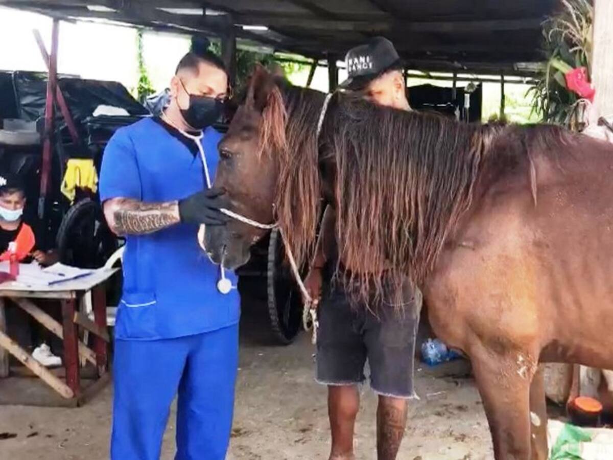 Habilitarán albergue para animales de trabajo de vehículos de tracción