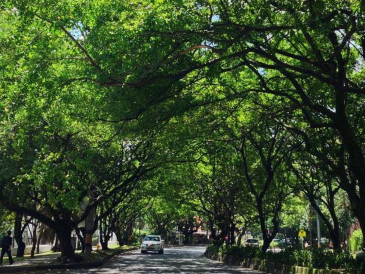 Por demanda de ciudadanos, prohíben tala de árboles del Túnel Verde