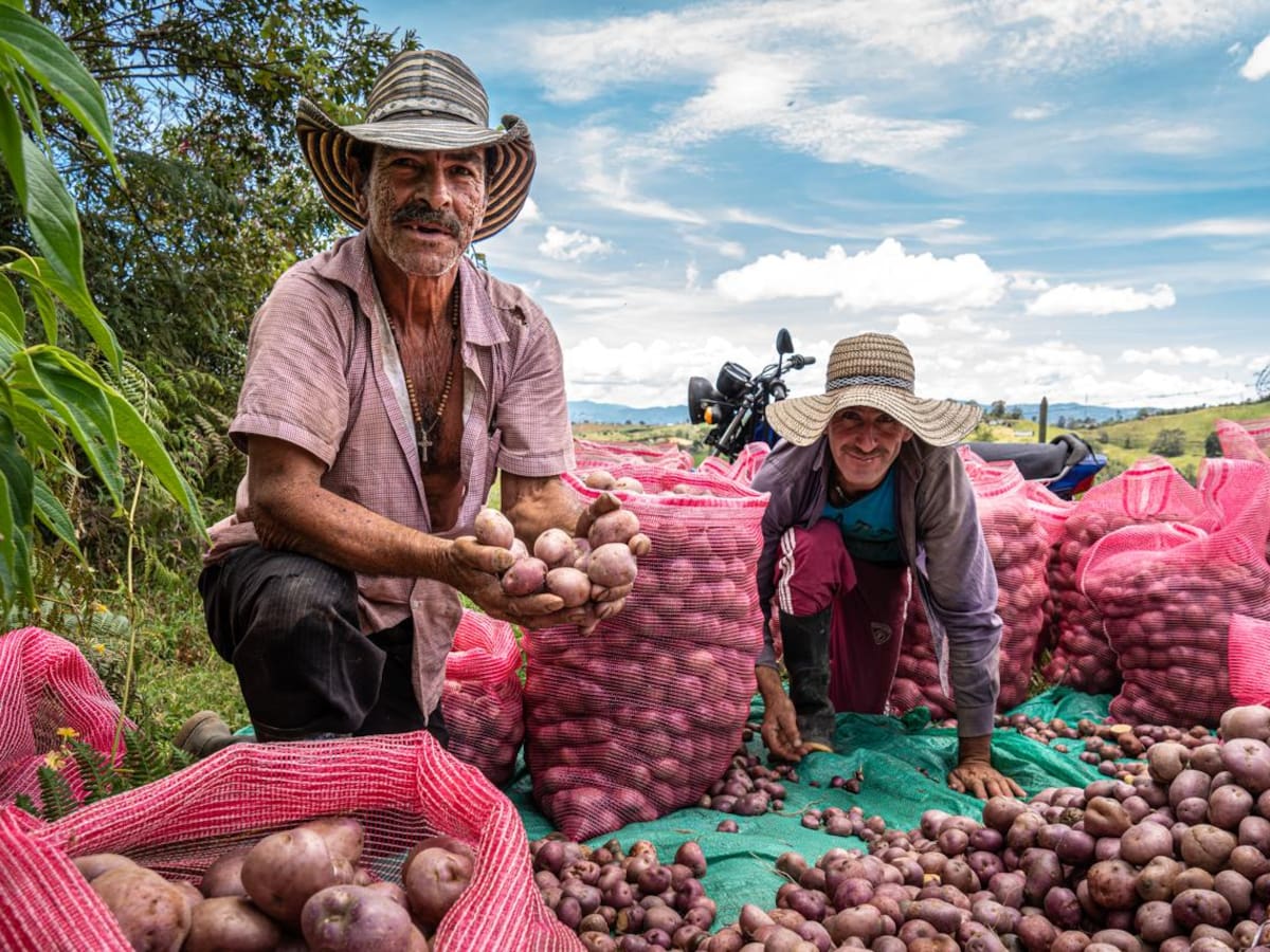 Entregaron 20 toneladas de semillas de papa a productores locales en Marinilla