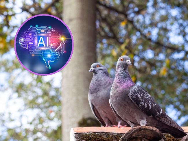 Palomas/Inteligencia Artificial (Getty Images).